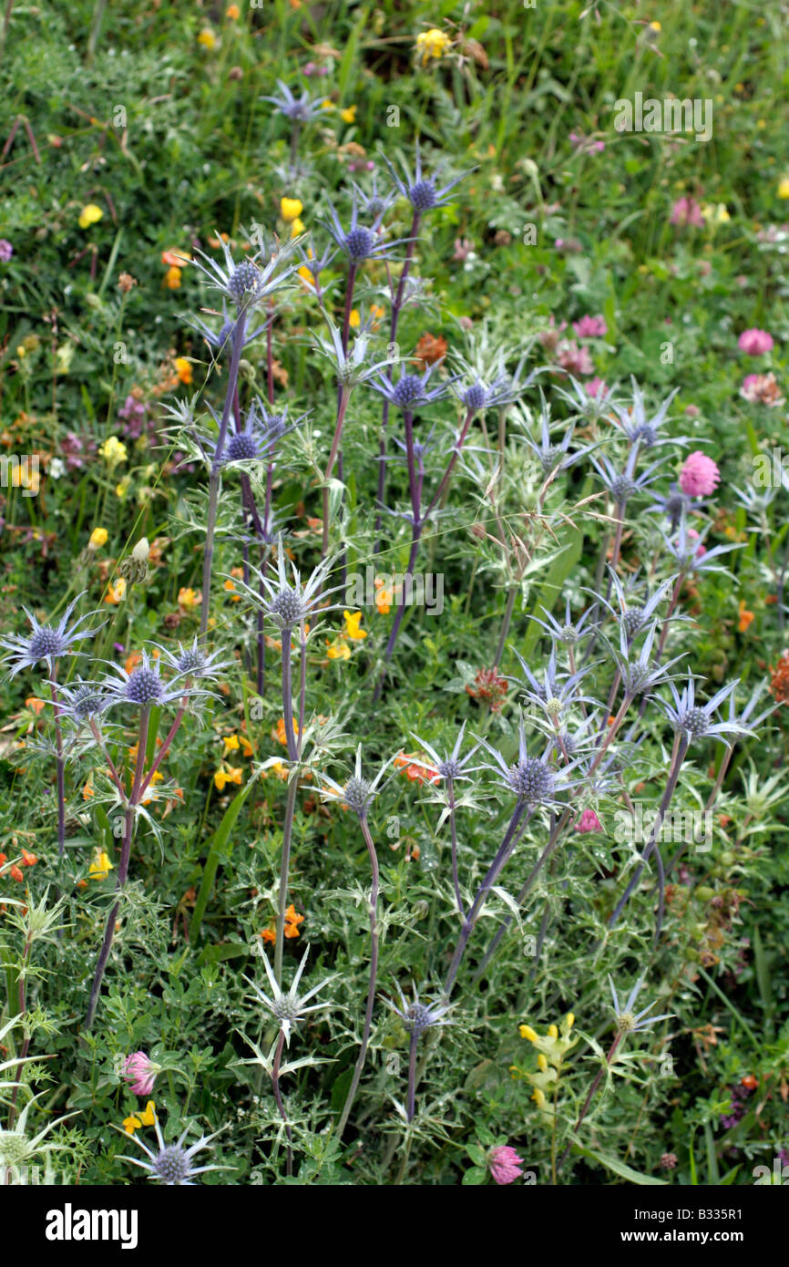 ERYNGIUM BOURGATII IN A MEADOW ABOVE ESPINAMA PICOS DE EUROPA SPAIN