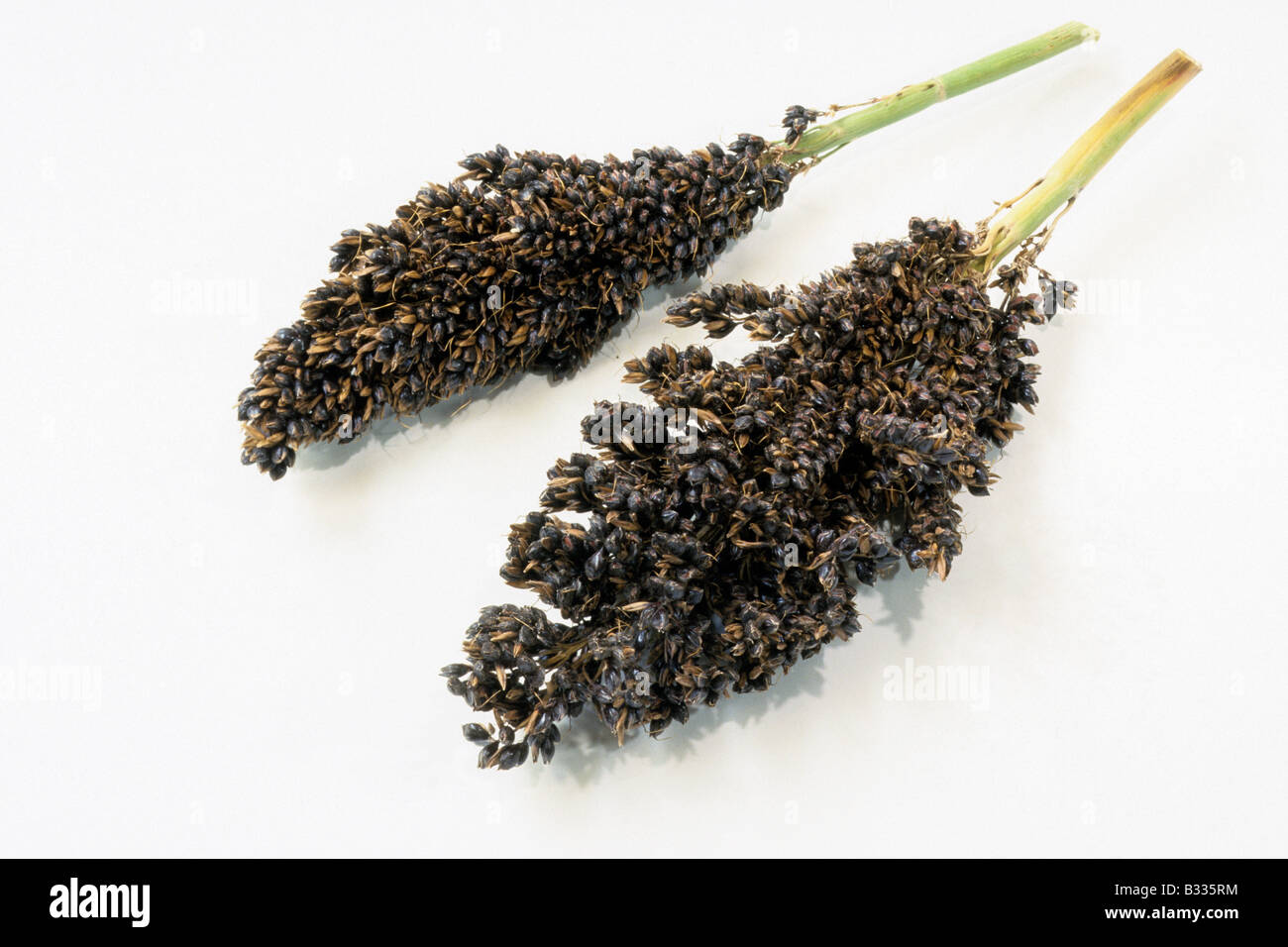 Great Millet, Kafir Corn, bicolor) seed heads studio