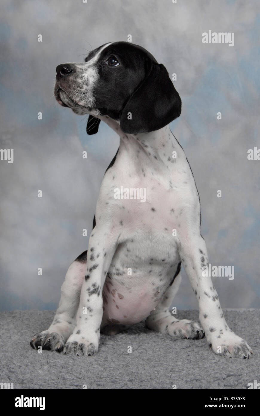 Pedigree black and white English pointer puppy in sit position Stock Photo