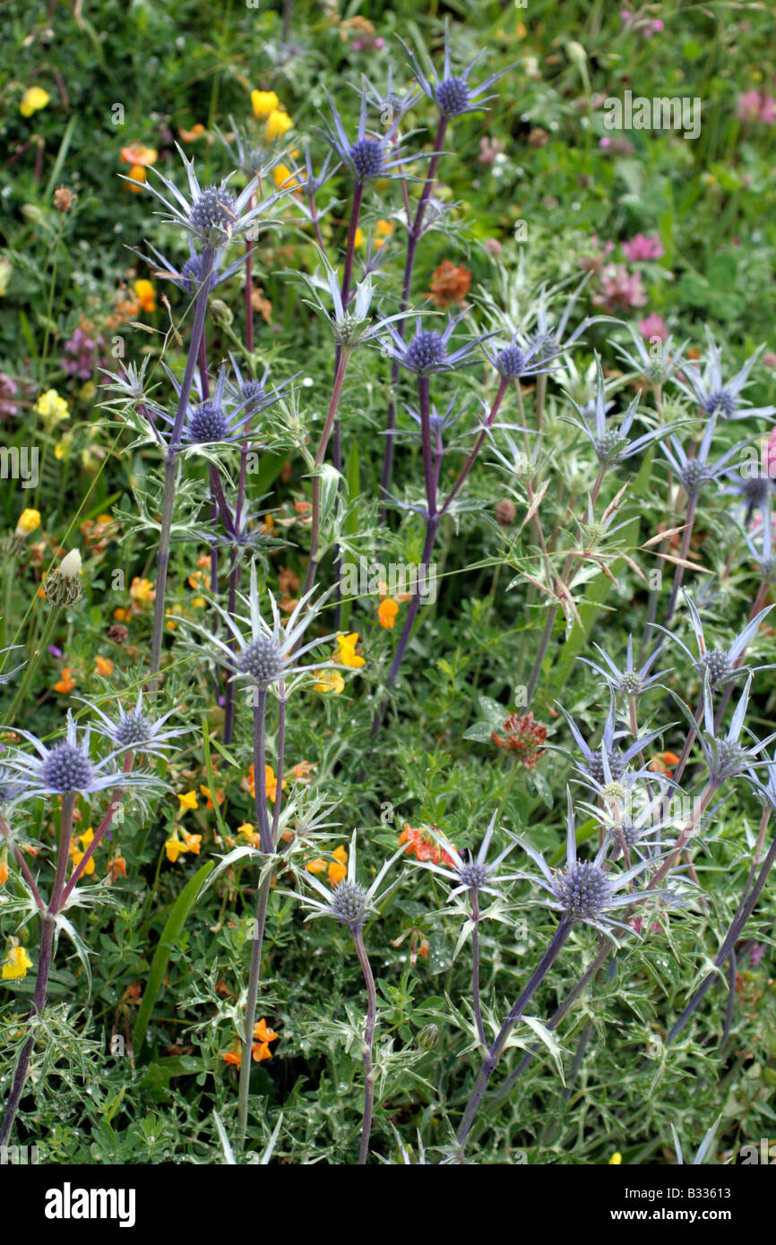 ERYNGIUM BOURGATII IN A MEADOW ABOVE ESPINAMA PICOS DE EUROPA SPAIN