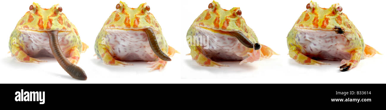 Ceratophrys ornata, argentine horned frog, pacman frog, nightcrawler, night crawler, ornate horned frog, ornate horned toad, Stock Photo