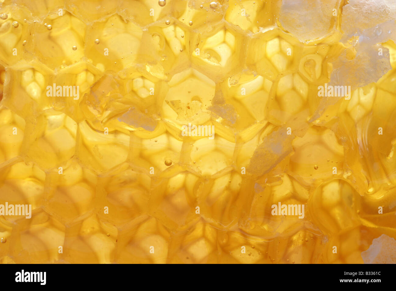 honey in the comb Stock Photo