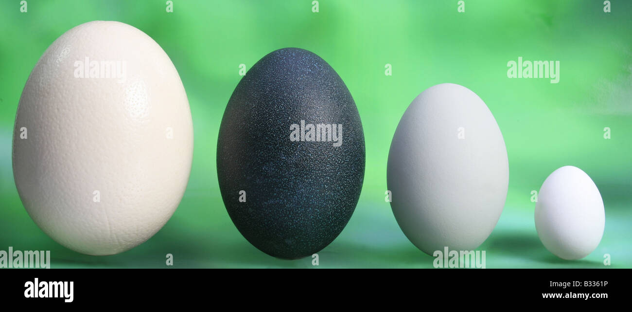 size comparison of the eggs of ostrich (largest egg of the world), emu, mute swan and domestic fowl Stock Photo
