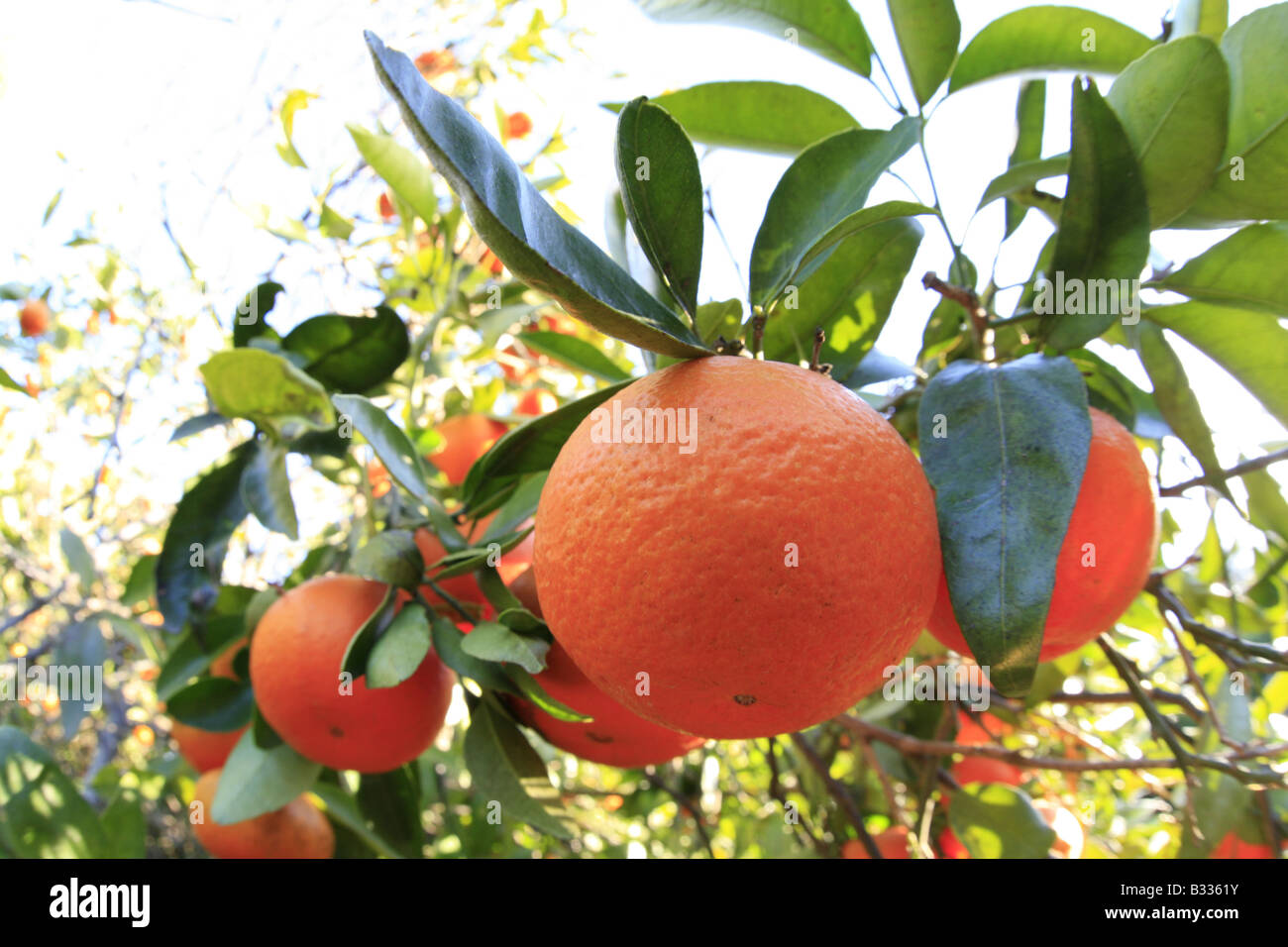 mandarine Stock Photo