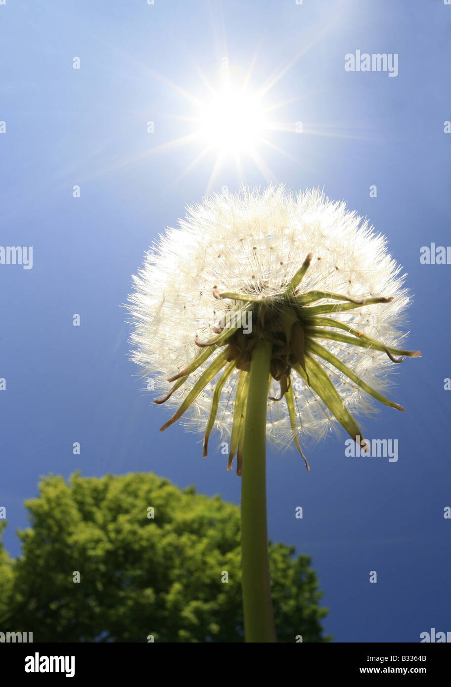common dandelion Stock Photo