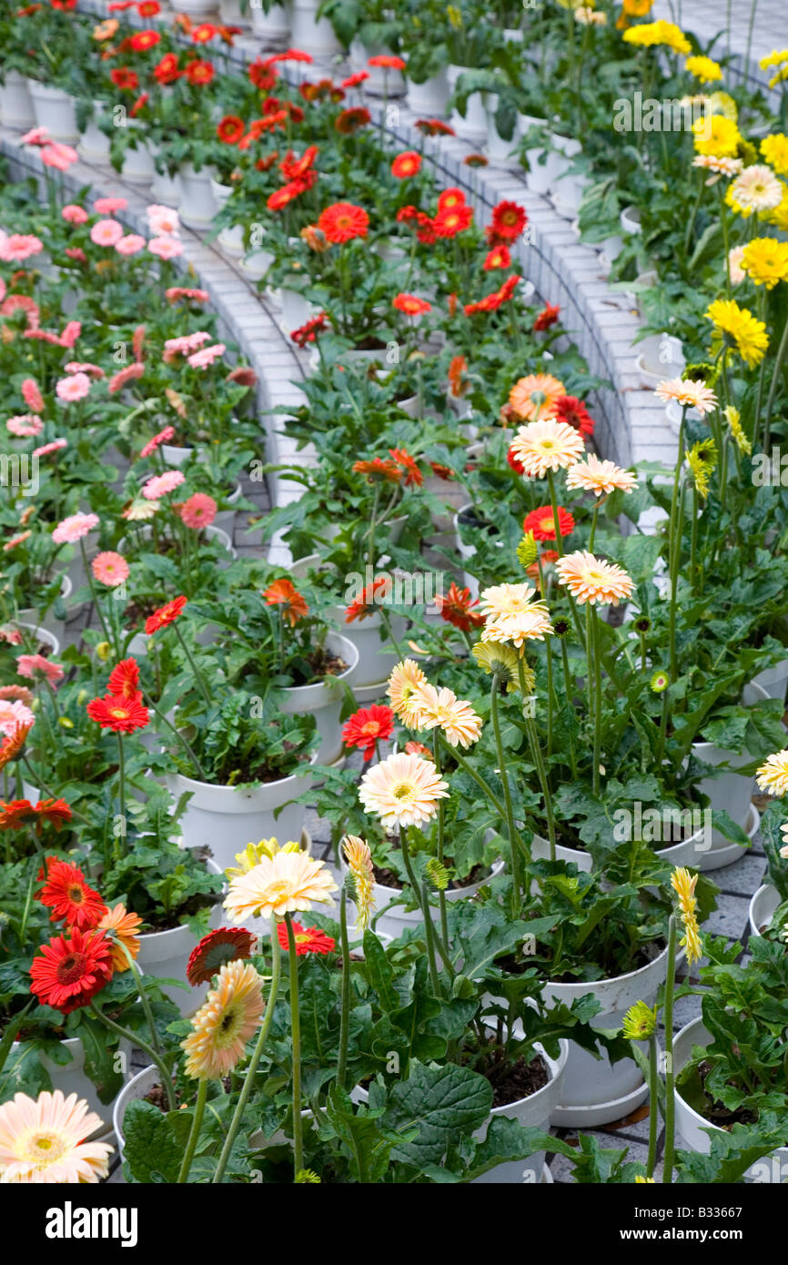 Multiple rows of brightly coloured Gerbera flowers Stock Photo