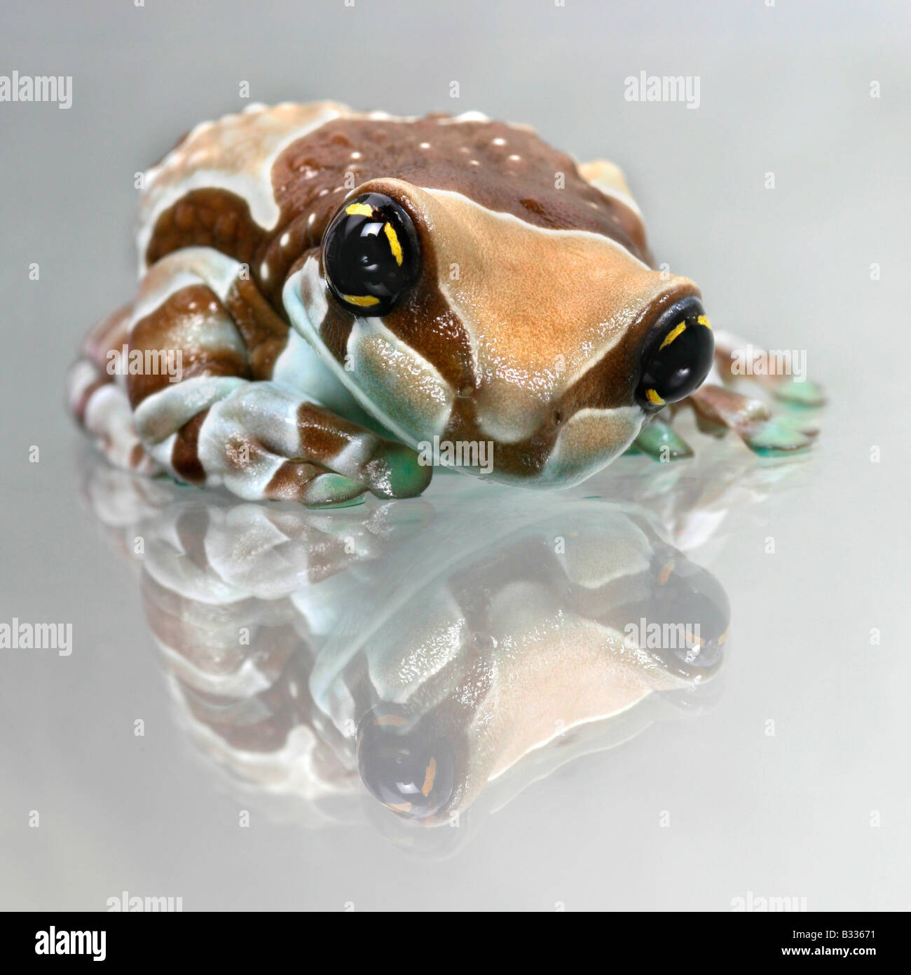 Protective resemblance hi-res stock photography and images - Alamy