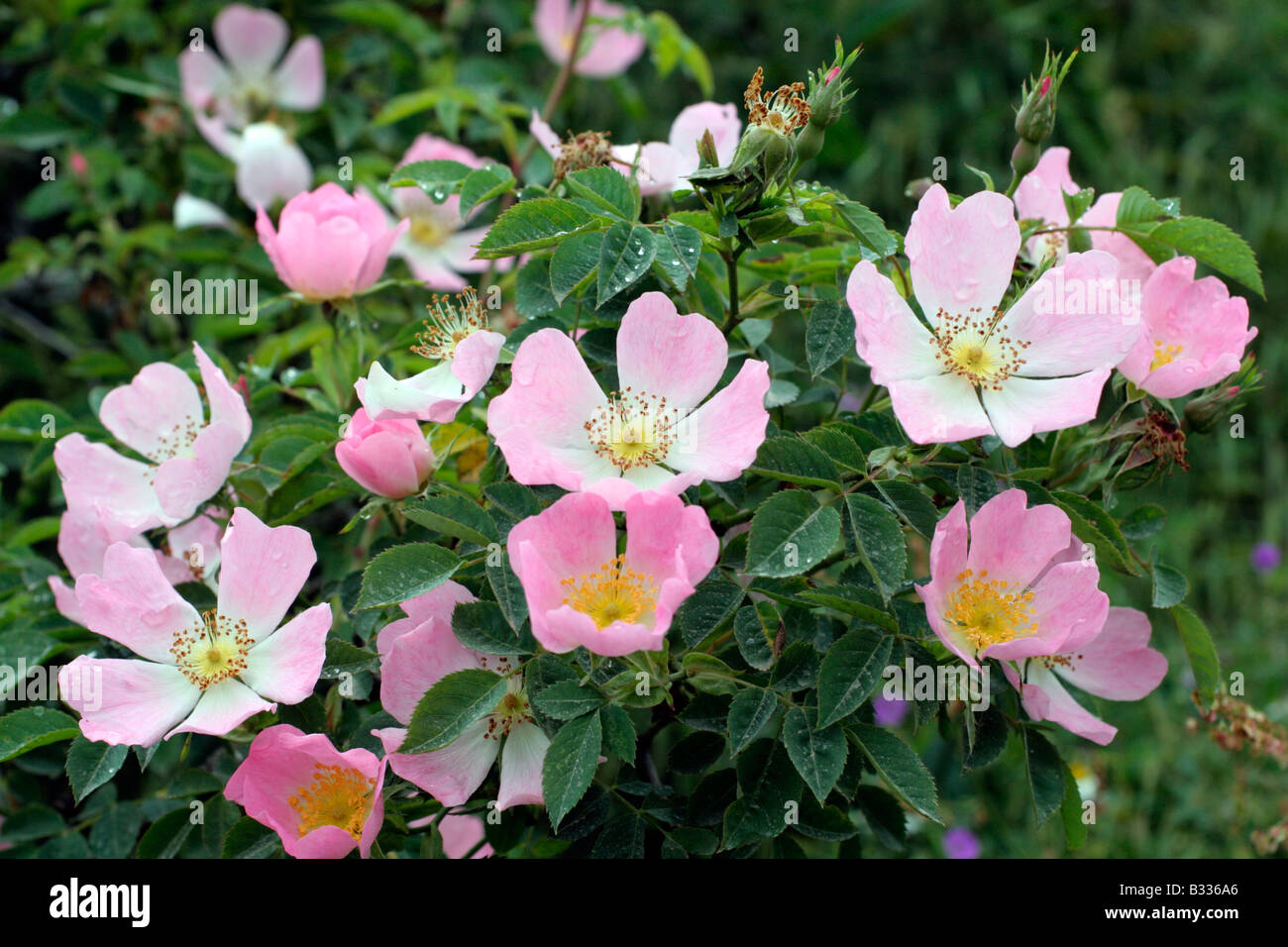 THE DOG ROSE ROSA CANINA GROWING ABOVE ESPINAMA PICOS DE EUROPA SPAIN España Stock Photo