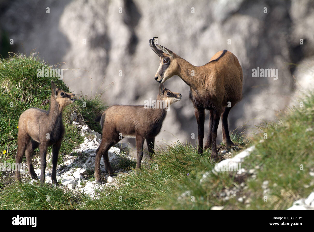 Chamois (Rupicapra rupicapra), female with two young standing on a grassy slope Stock Photo