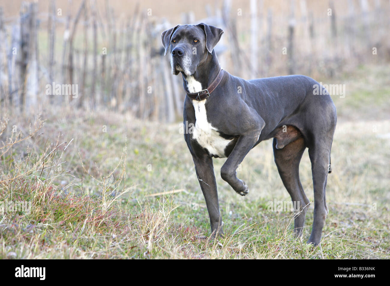 Great Dane (Canis lupus familiaris), standing male Stock Photo