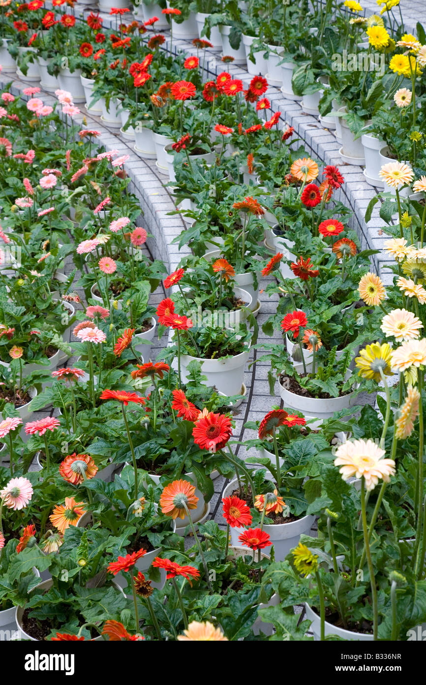 Multiple rows of brightly coloured Gerbera flowers Stock Photo