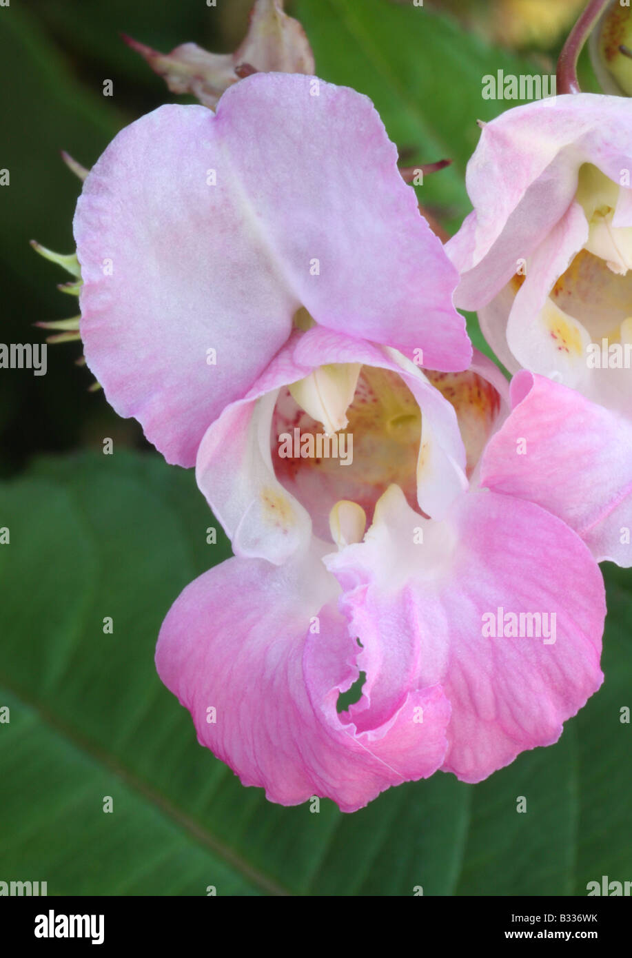 Himalayan balsam, Impatiens glandulifera, closeup of flower Stock Photo