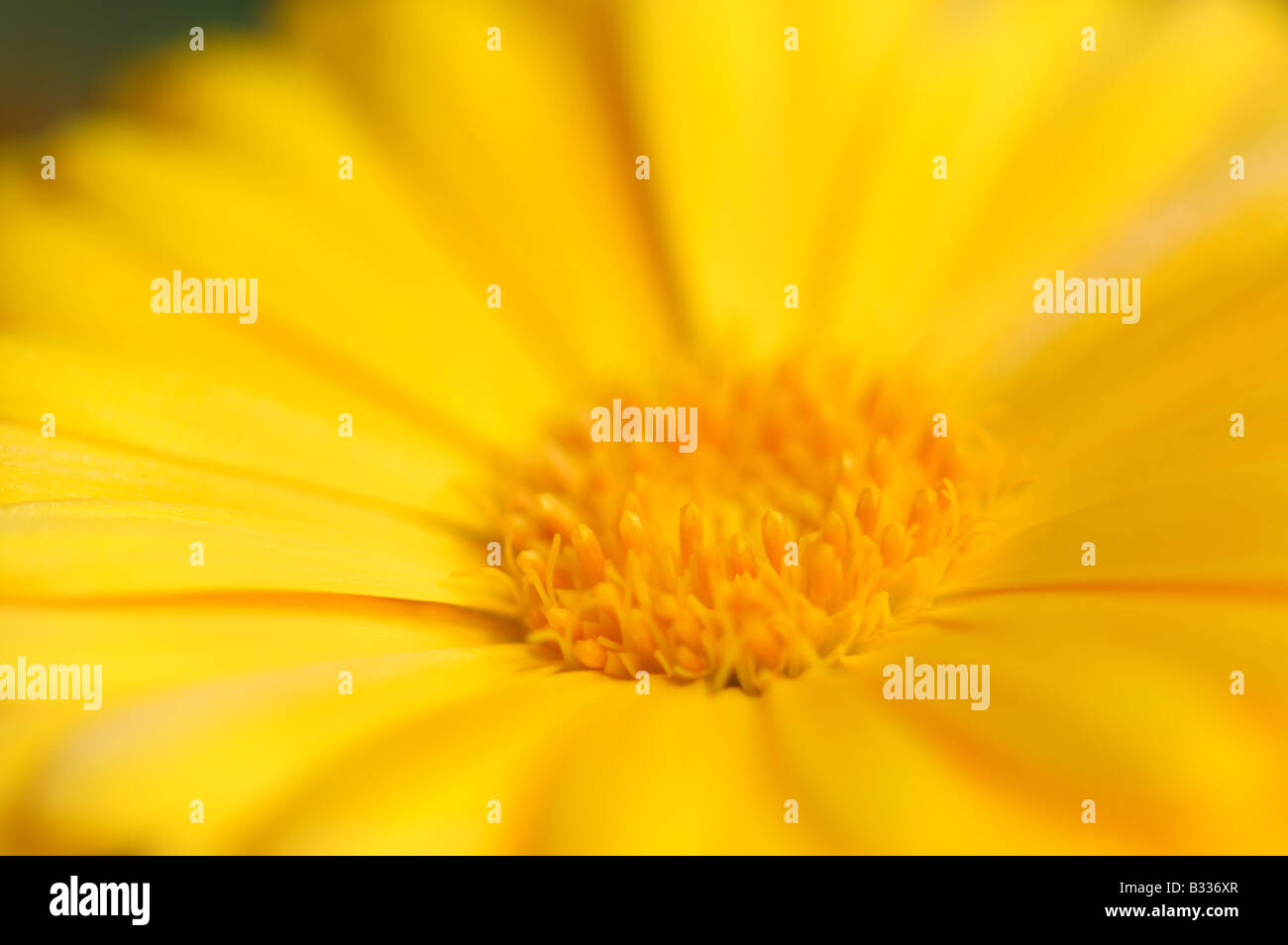 Pot marigold, Calendula officinalis, closeup of flower Stock Photo