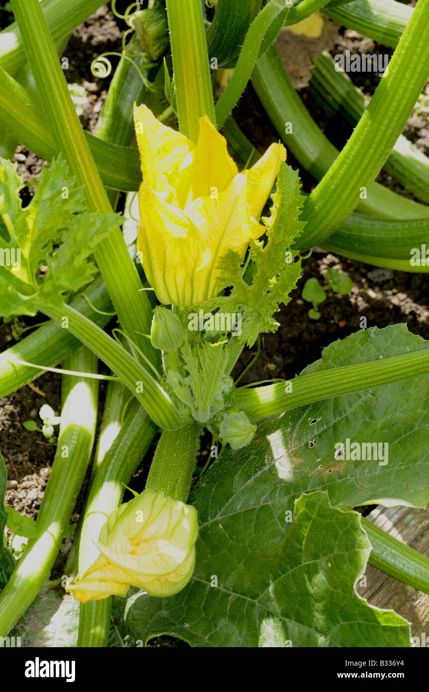 Courgette courgettes growing in vegetable garden Stock Photo