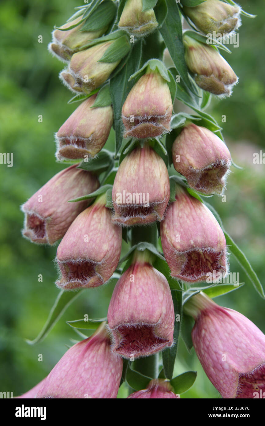 Foxglove, Digitalis x mertonensis Summer King, closeup of flowers Stock