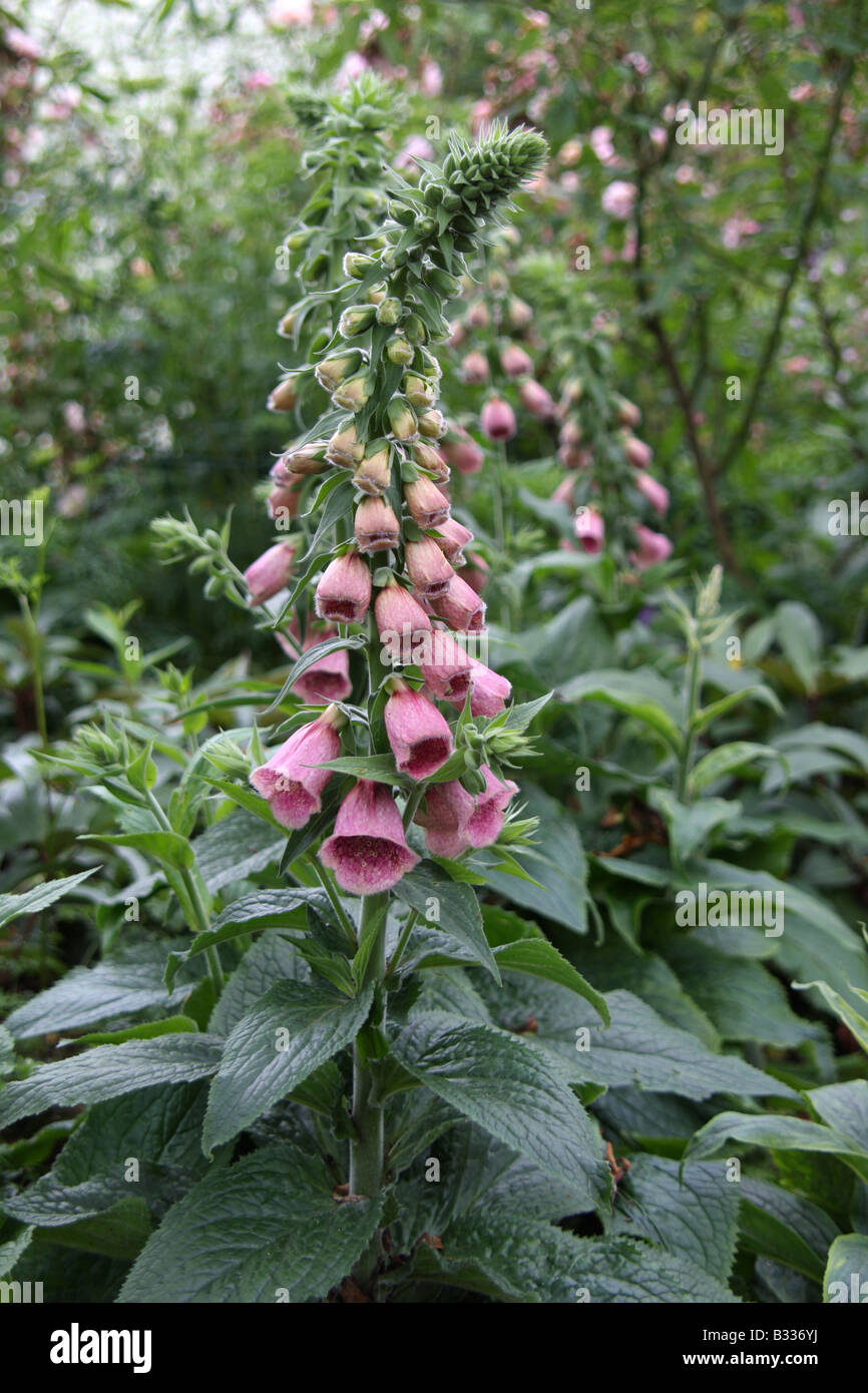 Foxglove, Digitalis x mertonensis Summer King Stock Photo Alamy