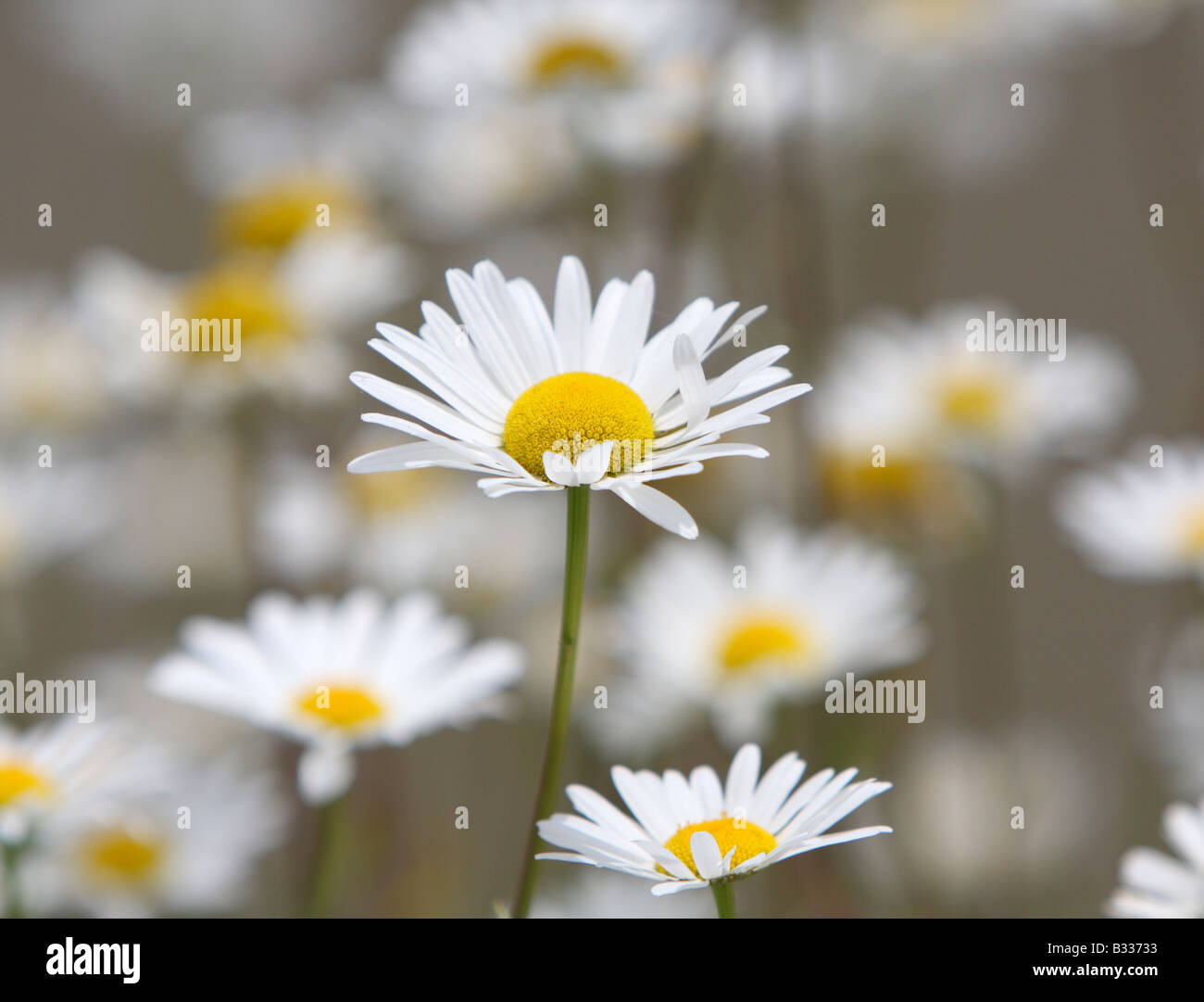 Ox-eye daisies, Leucanthemum vulgare Stock Photo