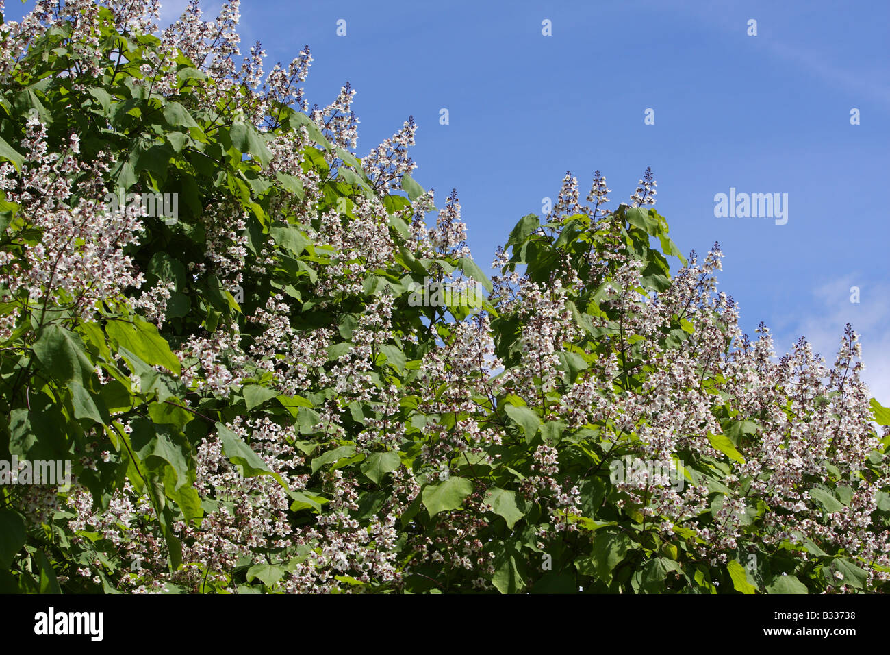 Indian bean tree, Catalpa bignonioides in flower Stock Photo