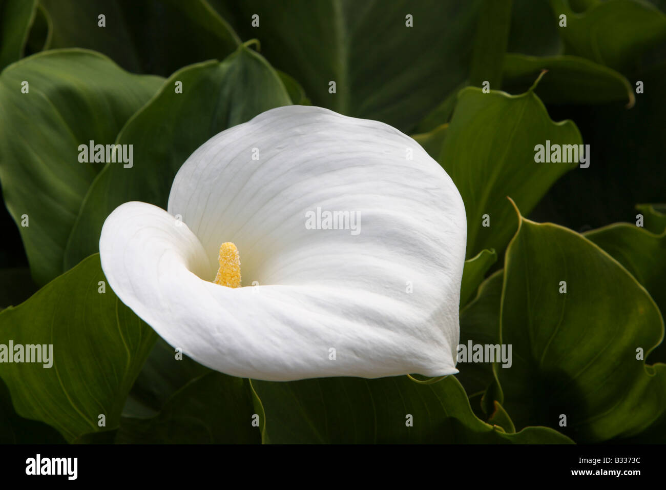 Zantedeschia aethiopica Crowborough, Arum lily Stock Photo