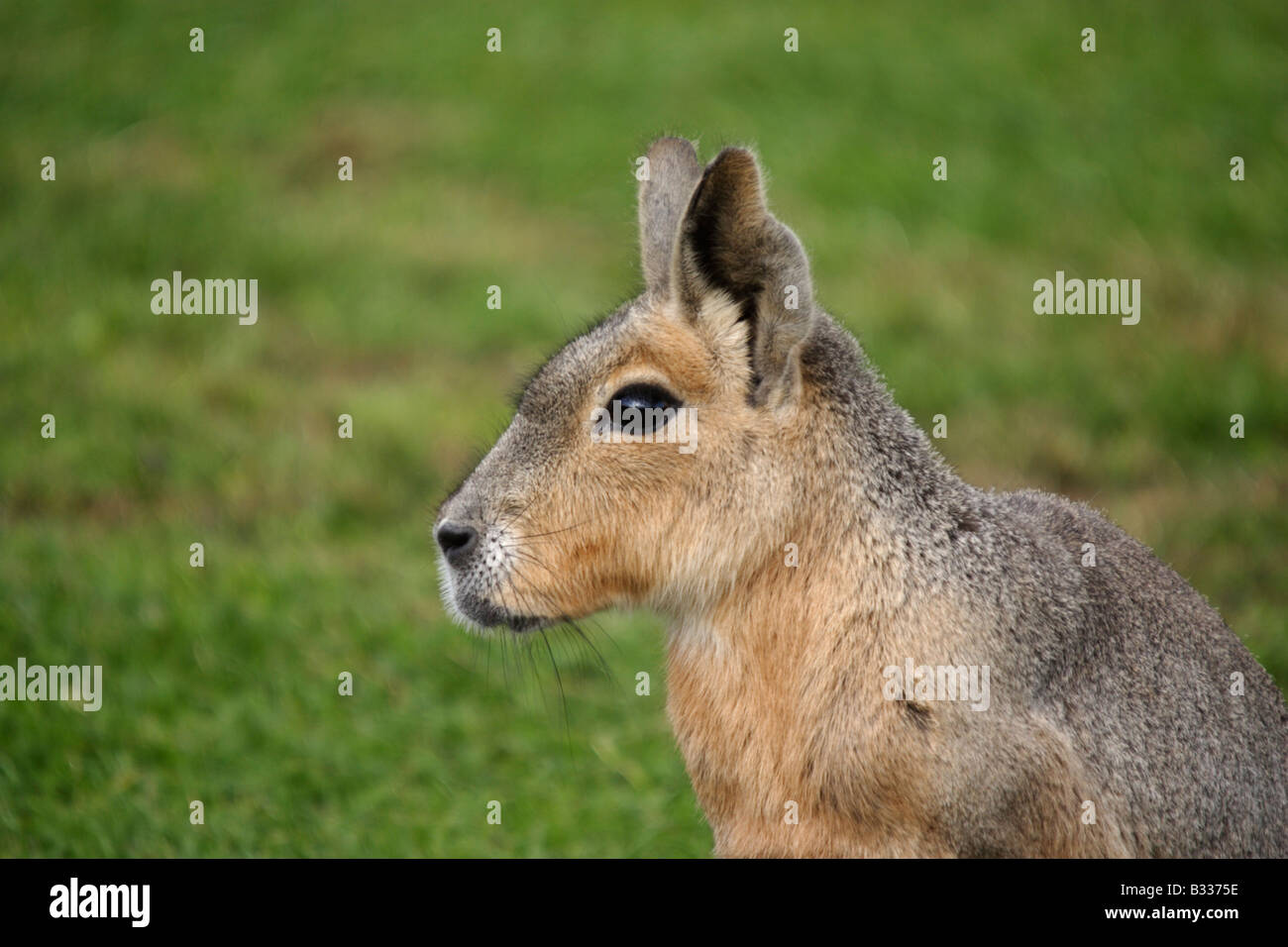 Grosser mara hi-res stock photography and images - Alamy