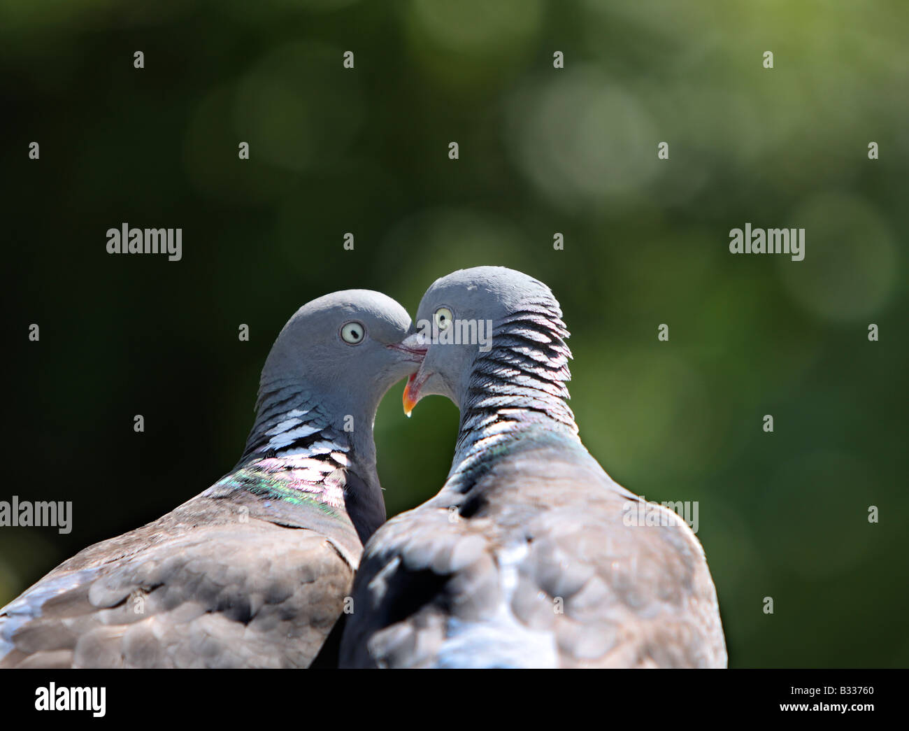 Wood pigeons, Columba palambus, courtship behaviour Stock Photo