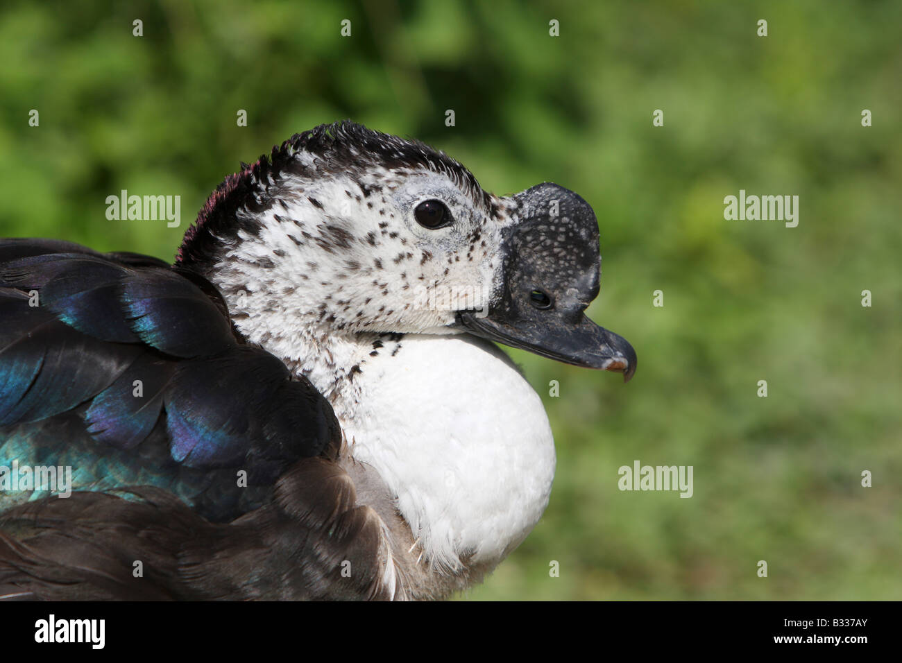 South American Comb Duck, Sarkidiornis melanotos, close up of head