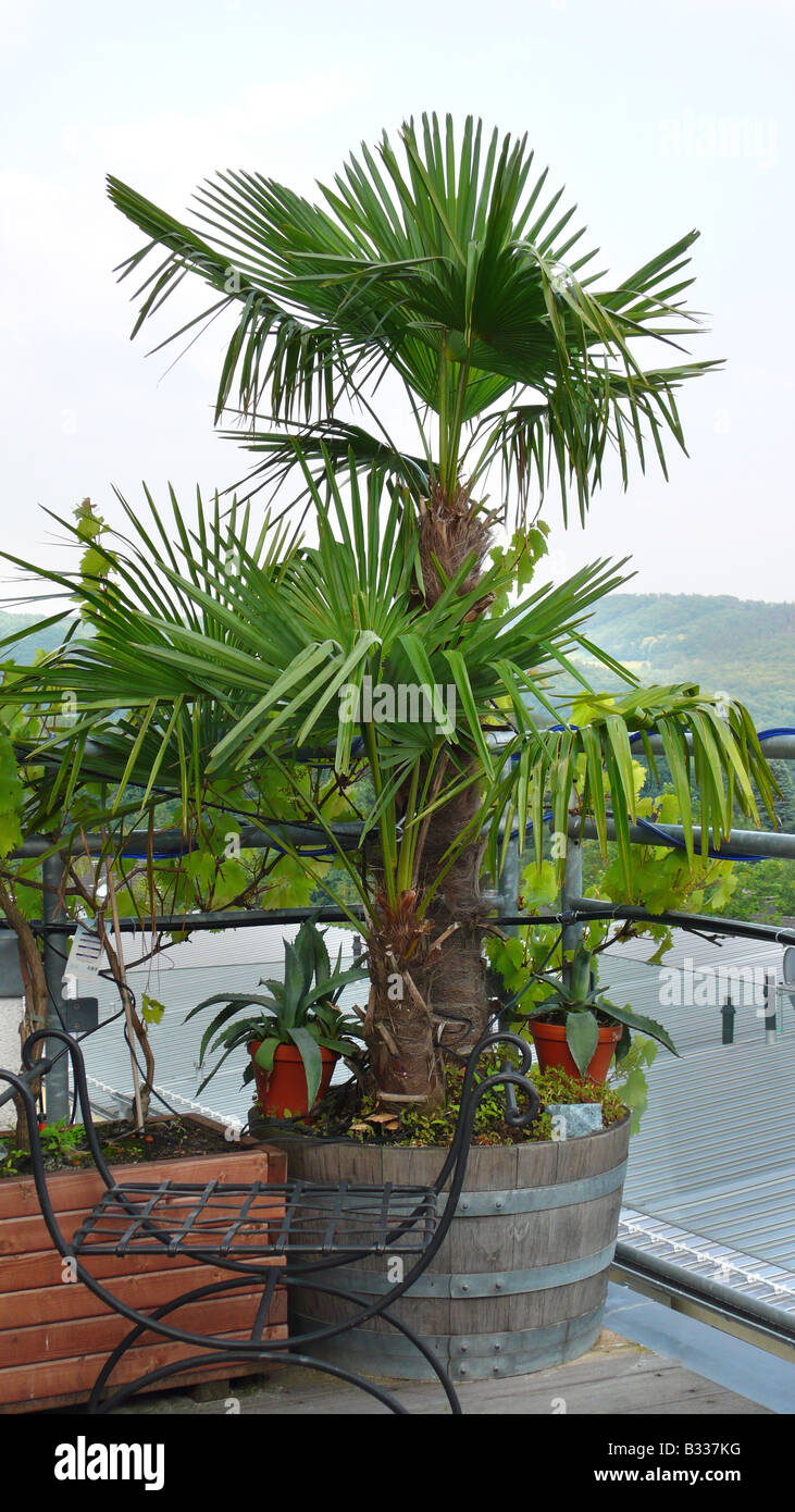 Trachycarpus fortunei, hemp palm Stock Photo