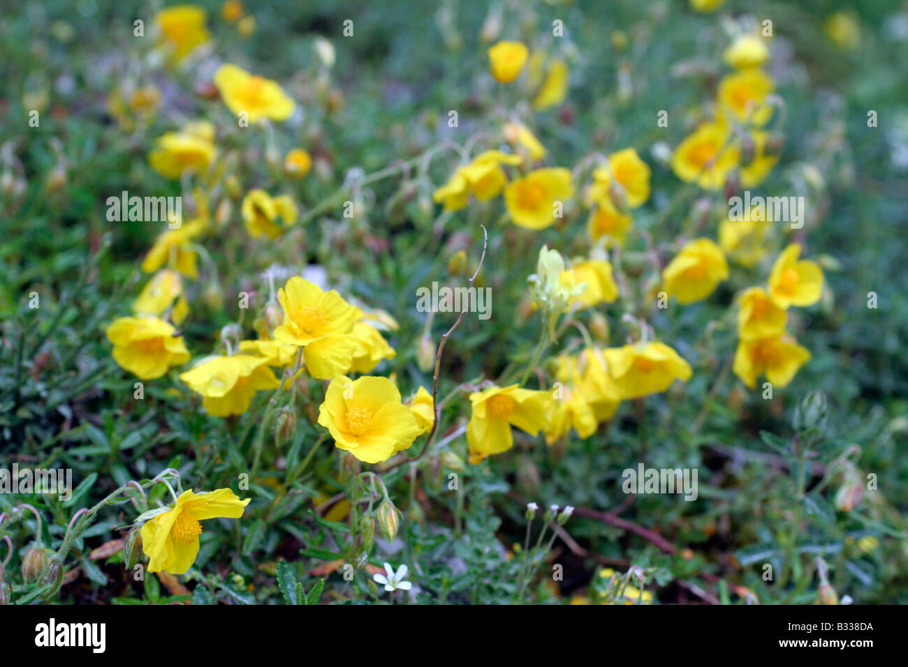 HELIANTHEMUM NUMMULARIUM COMMON ROCK ROSE GROWING ON LIMESTONE ABOVE