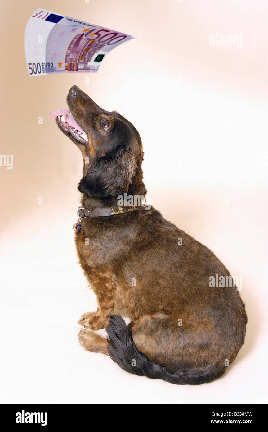 longhaired dachshund looks on 500 Euro banknote Stock Photo