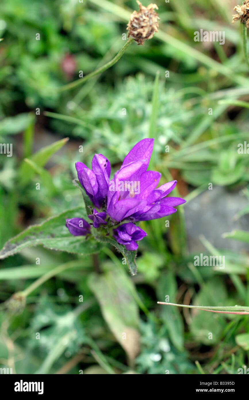 CAMPANULA GLOBOSA Stock Photo