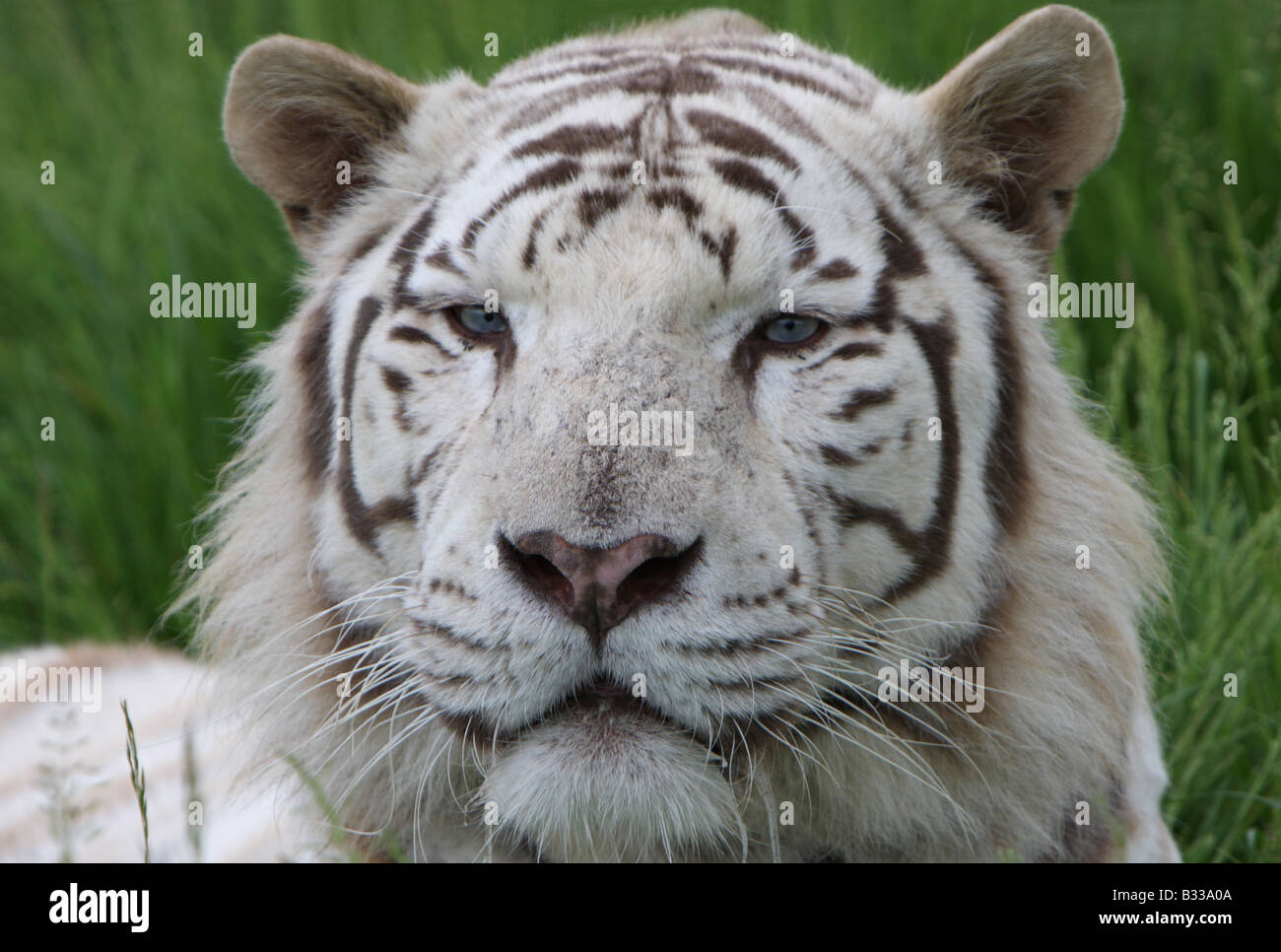White Bengal tiger, Panthera tigris, closeup of head Stock Photo Alamy