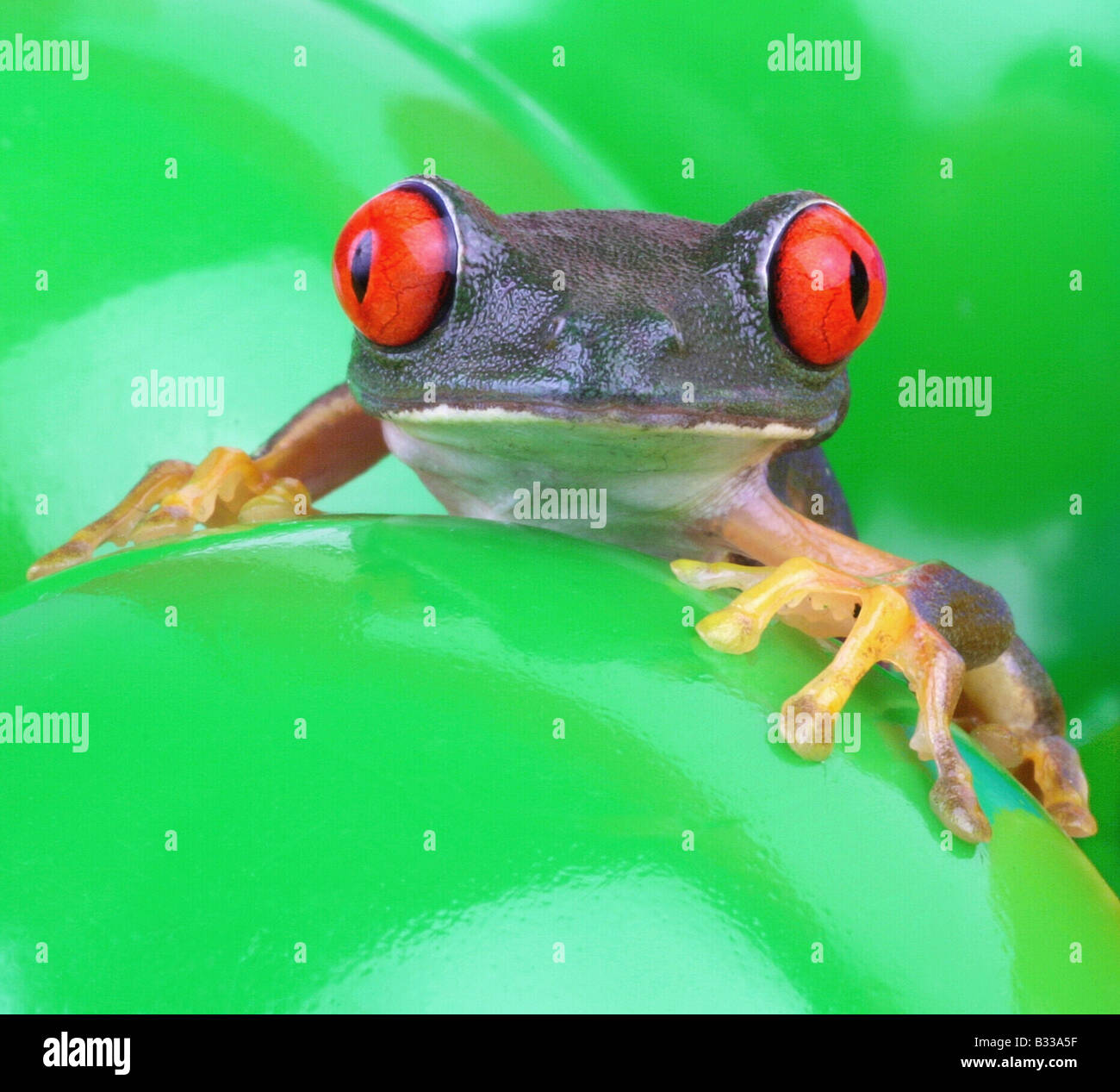 Agalychnis callidryas, red-eyed treefrog Stock Photo