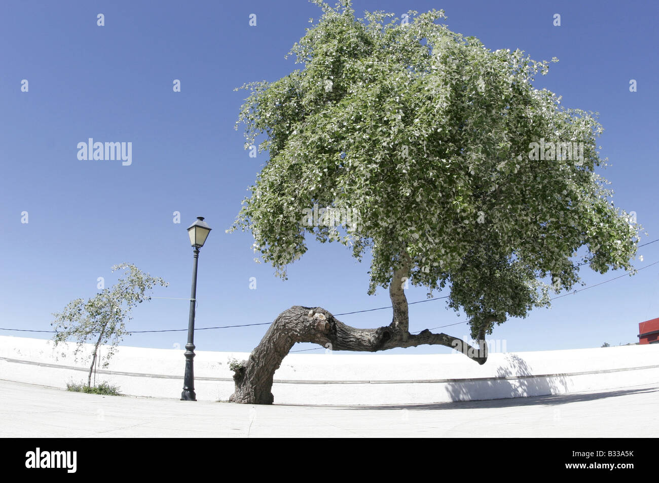tree formed by the wind Stock Photo Alamy