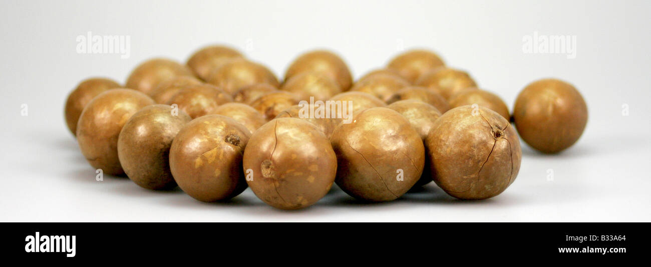 Macadamia, Macadamia ternifolia, Macadamia Stock Photo