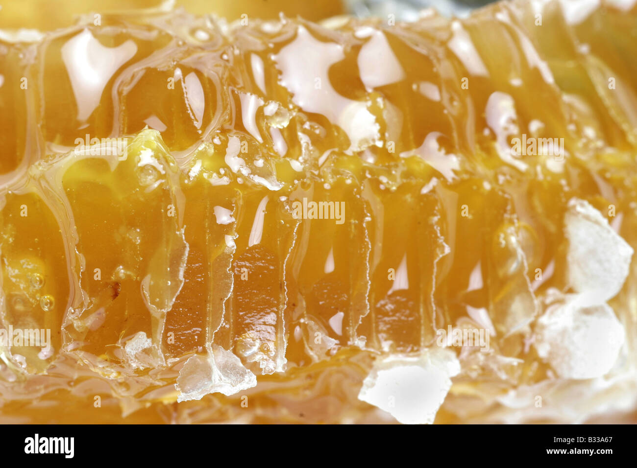 honey in the comb Stock Photo