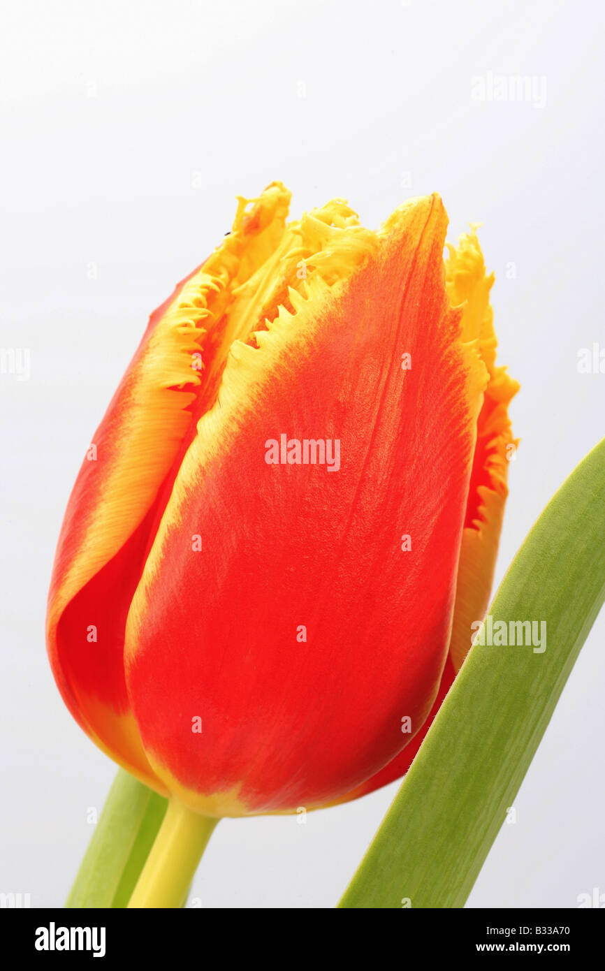 Tulipa spec., tulip Stock Photo