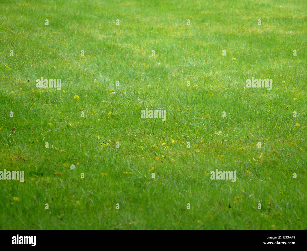 green lawn Stock Photo