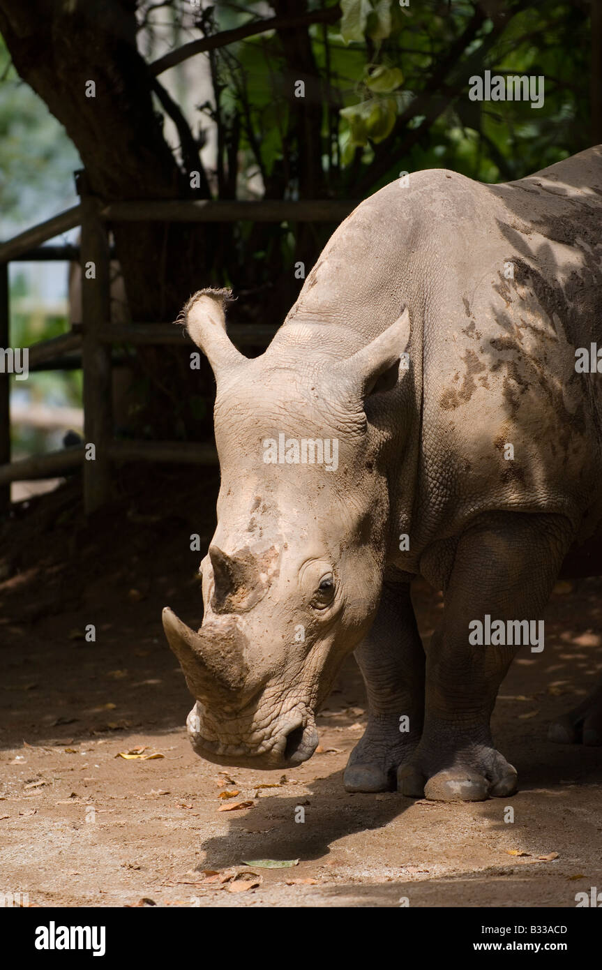 A magnificent rhinoceros Stock Photo