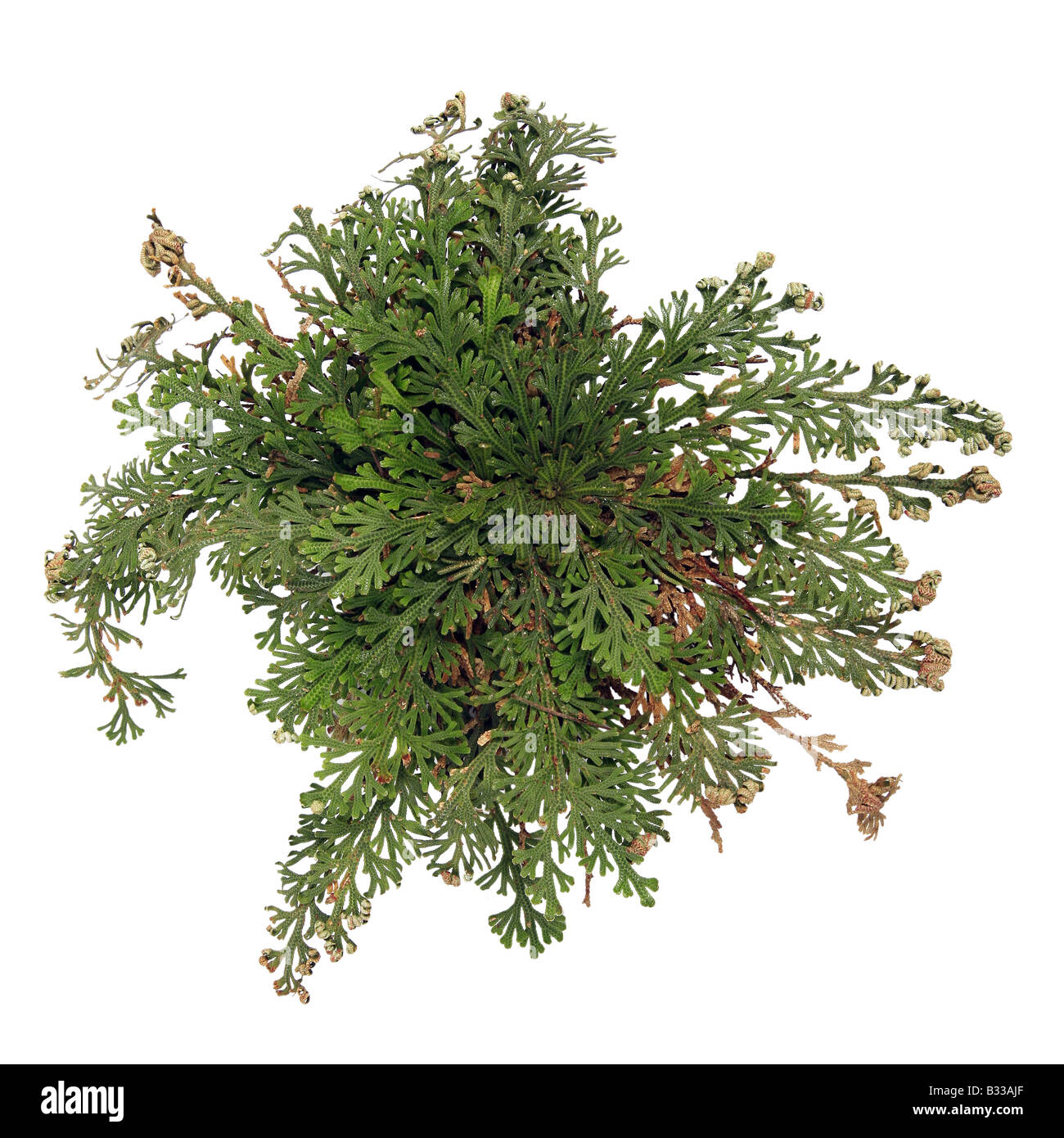 Selaginella Lepidophylla