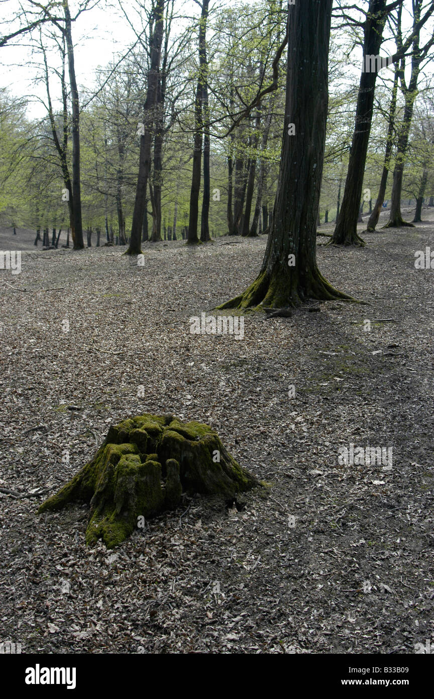 deciduous forest Stock Photo