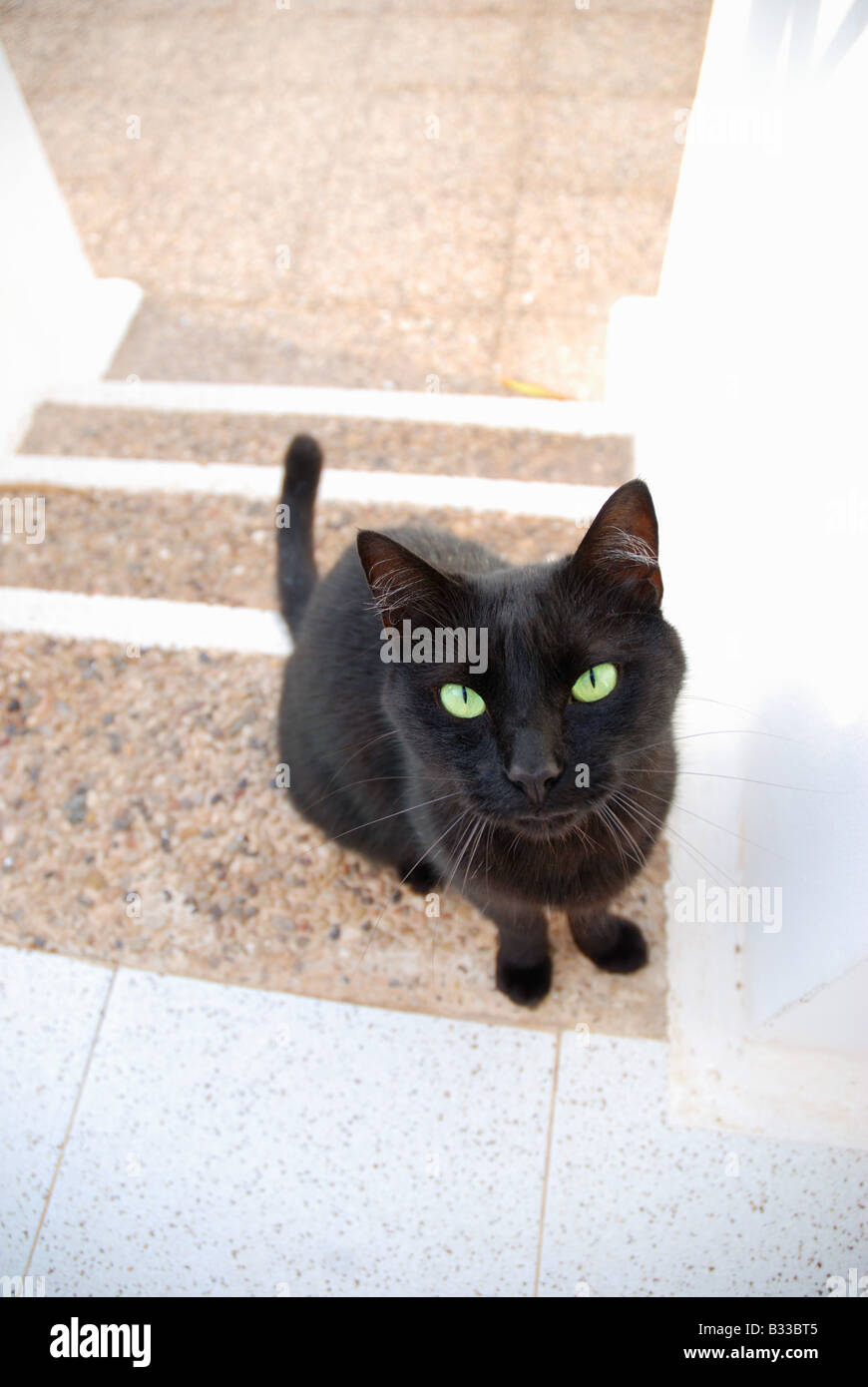 Black cat sitting, looking at the camera Stock Photo - Alamy