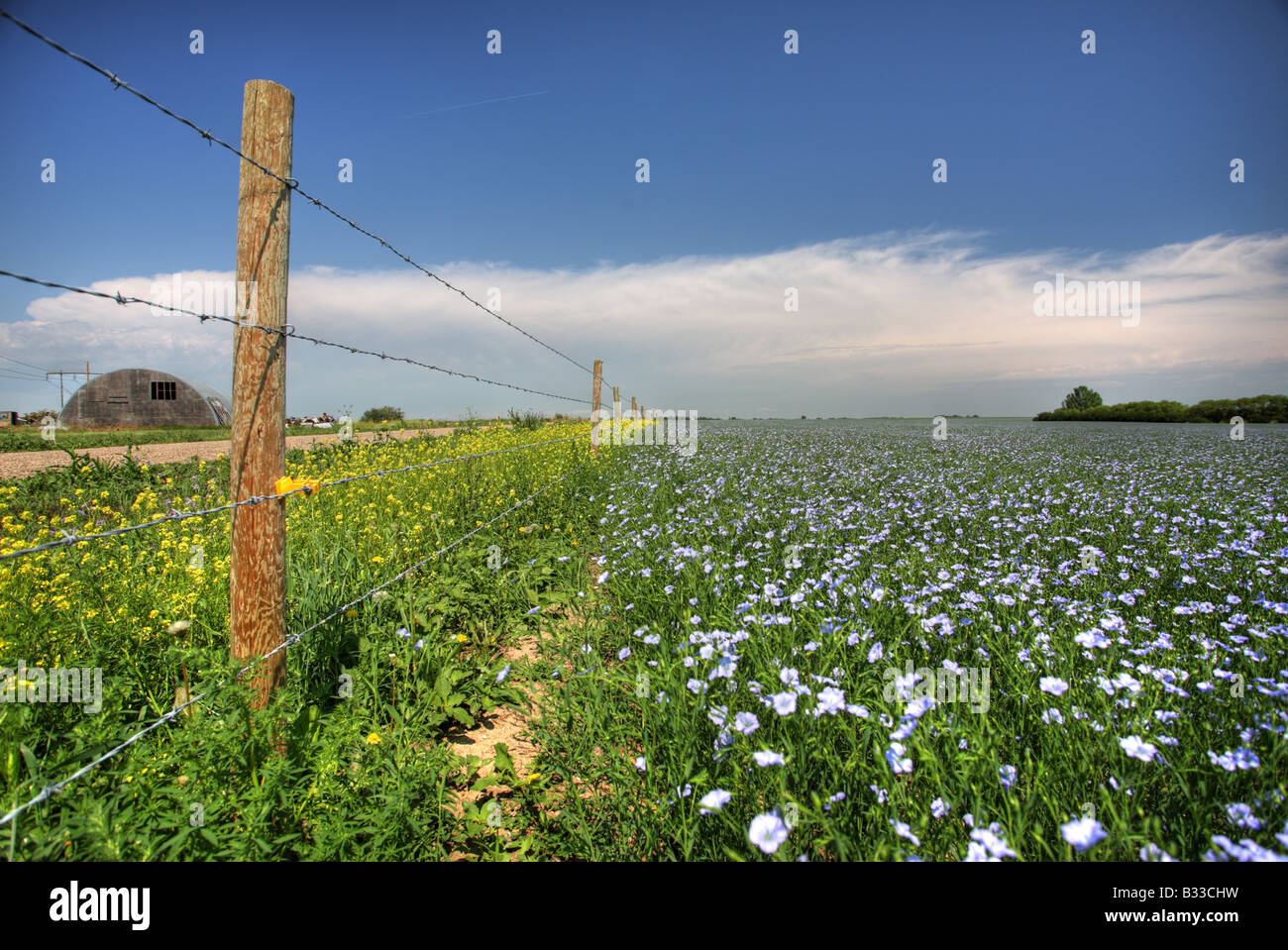 Flax fields hires stock photography and images Alamy