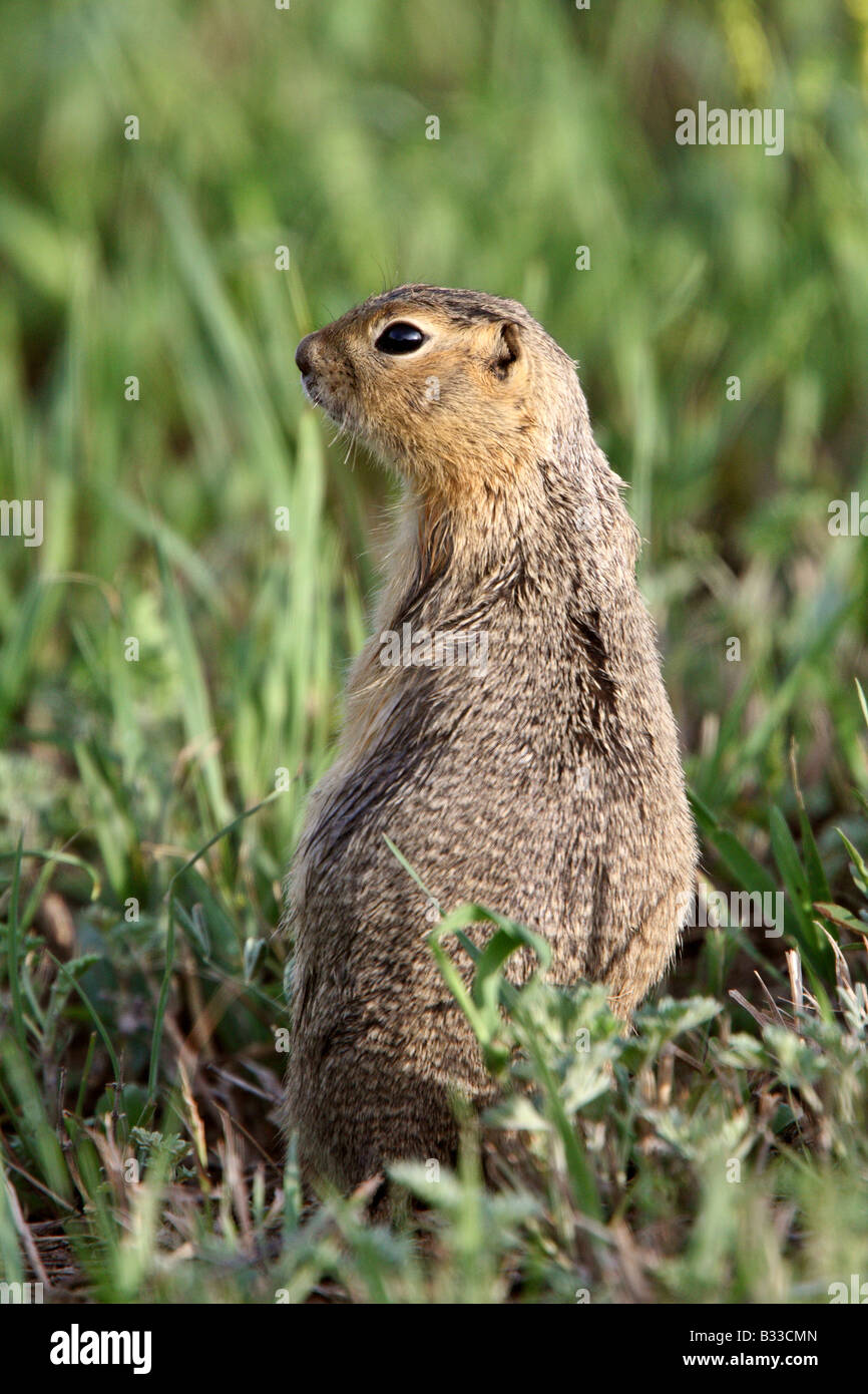 Richardson Ground Squirrel looking for danger Stock Photo - Alamy