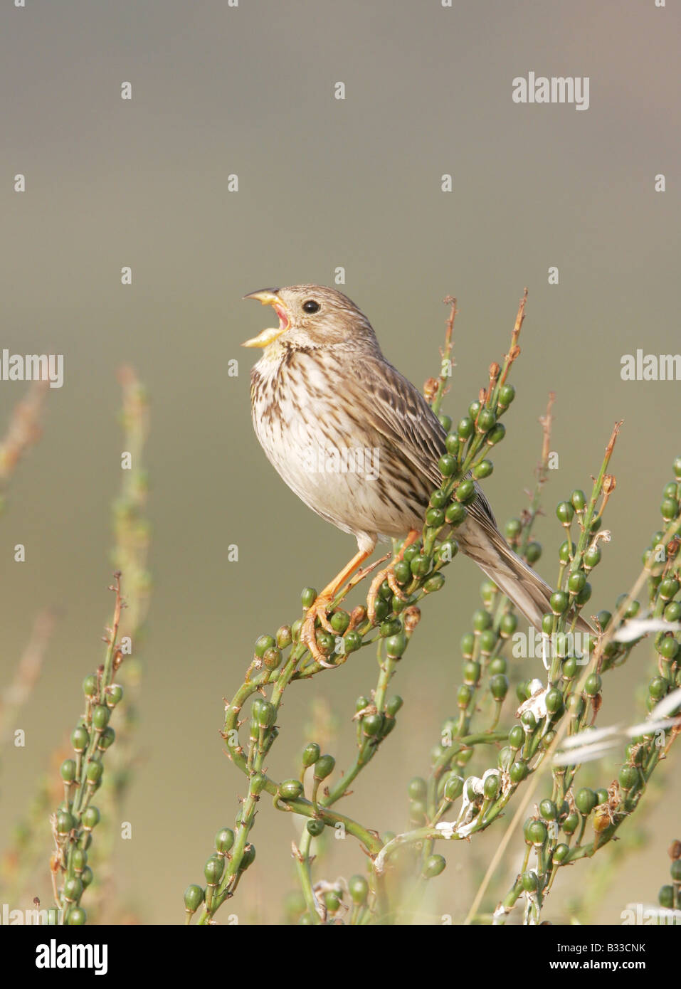 Corn Bunting singing from song perch Stock Photo