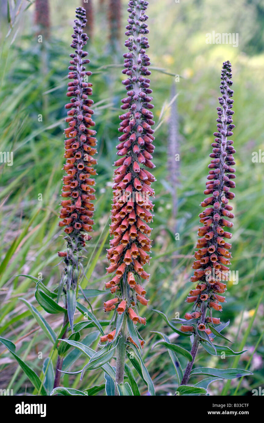 DIGITALIS PARVIFOLIA  BETWEEN ARENAS AND SOTRES ASTURIAS SPAIN ESPAÑA Stock Photo