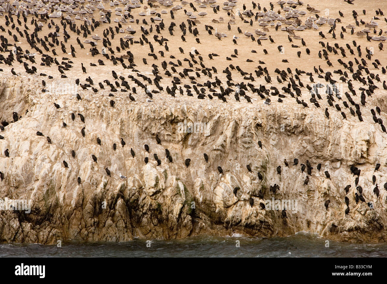 Bird Island on the southern boundary of Point Lobos State Preserve in