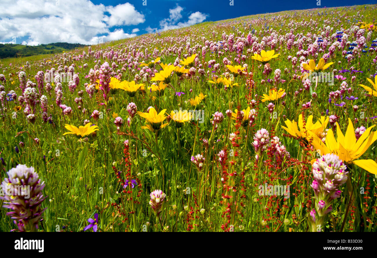 Owl s Clover and daisies blanket a lush hillside on the Diablo Range in central Califonia April 2005 Stock Photo