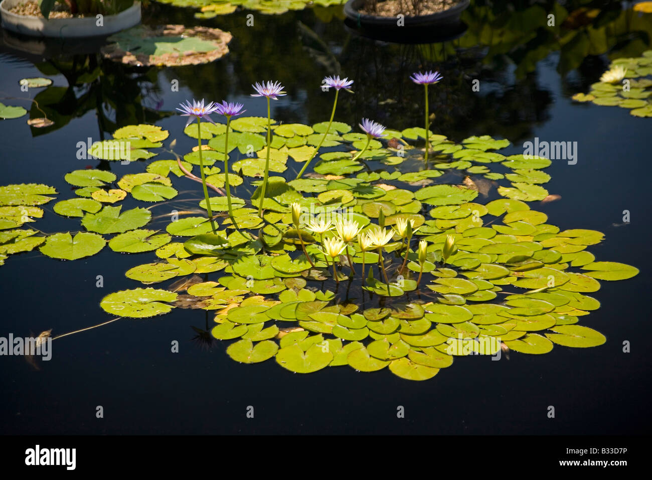 Carnahan Memorial Gardens Stock Photo Alamy