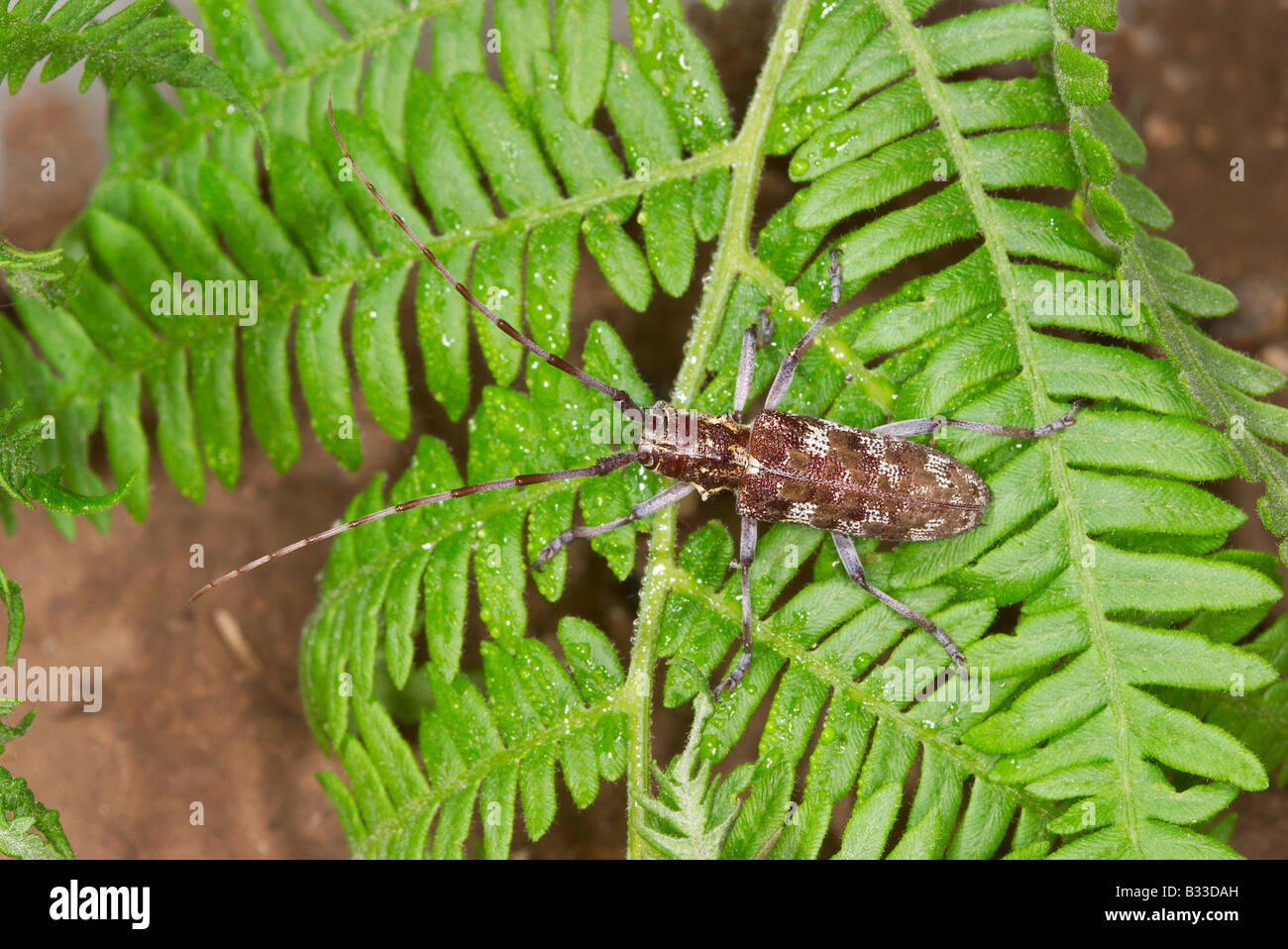Monochamus mutator White Mountains Arizona United States 17 June Adult Coleoptera Cerambycidae Stock Photo