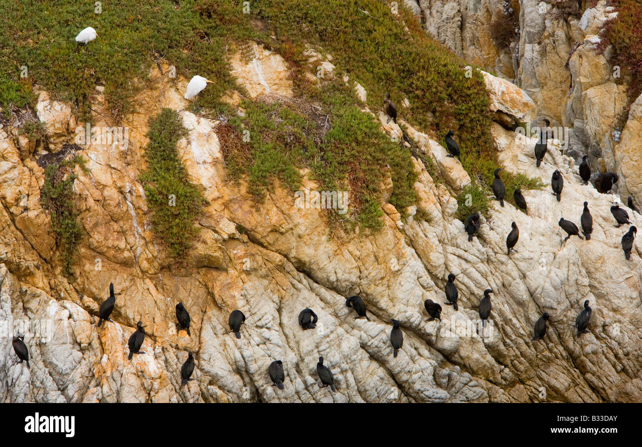 Bird Island on the southern boundary of Point Lobos State Preserve in